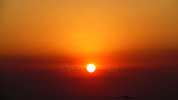 Super Langsam Möwen Fliegen Schönen Sonnenuntergang Sonnenlicht Himmel Hintergrund — Stockvideo