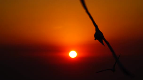 Måsarna Flyger Vackra Solnedgången Solljus Himmel Bakgrund — Stockvideo