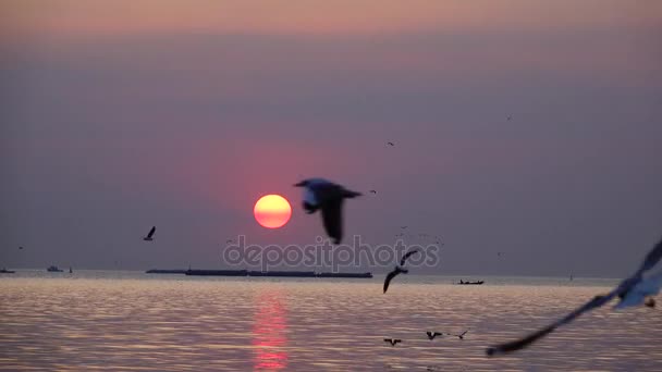 Super Lento Gaviotas Volar Hermoso Atardecer Luz Del Sol Cielo — Vídeos de Stock