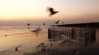 4 k martılar güzel günbatımı güneş ışığı gökyüzü arka plan sinek