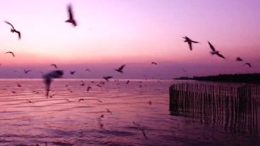 4 k martılar güzel günbatımı güneş ışığı gökyüzü arka plan sinek