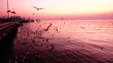 HD süper yavaş martılar güzel günbatımı güneş ışığı gökyüzü arka plan sinek