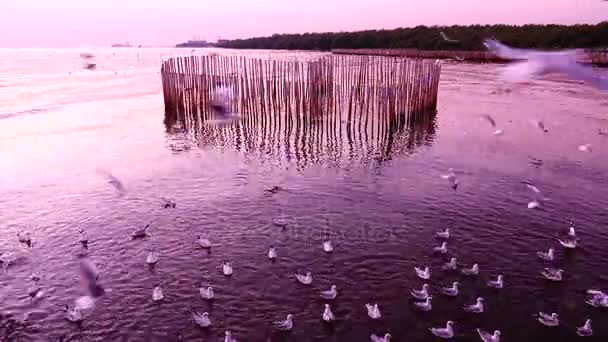 カモメの飛ぶ美しい日没日差しの空の背景 — ストック動画