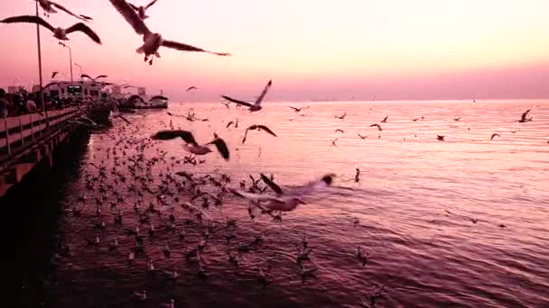 Möwen Fliegen Schöne Sonnenuntergang Sonnenlicht Himmel Hintergrund — Stockvideo