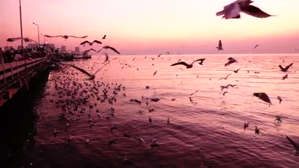 Super Traag Meeuwen Vliegen Mooie Zonsondergang Zonlicht Hemelachtergrond — Stockvideo