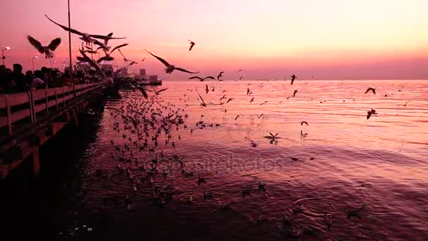 Super Lento Gaivotas Voar Belo Pôr Sol Céu Luz Solar — Vídeo de Stock