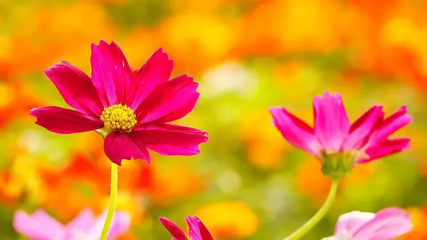 Όμορφη Μεξικού Aster Cosmos Bipinnatus Cav Λουλούδι — Φωτογραφία Αρχείου