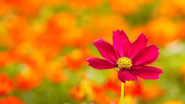Όμορφη Μεξικού Aster Cosmos Bipinnatus Cav Λουλούδι — Φωτογραφία Αρχείου