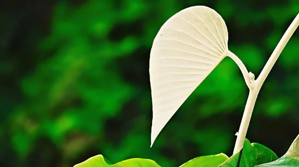 Leaves White Heart Nature Valentine Day — Stock Photo, Image