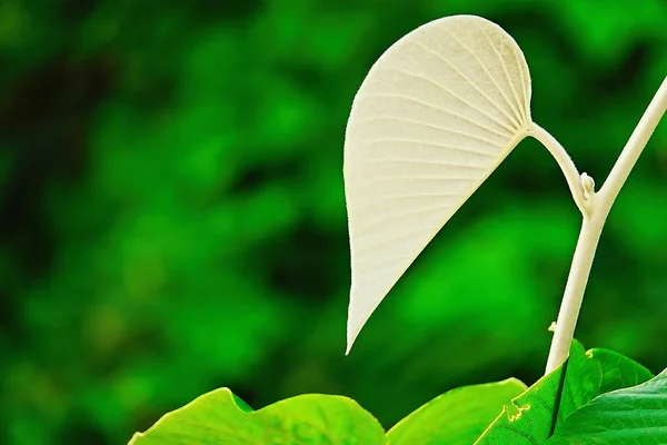 Leaves White Heart Nature Valentine Day — Stock Photo, Image
