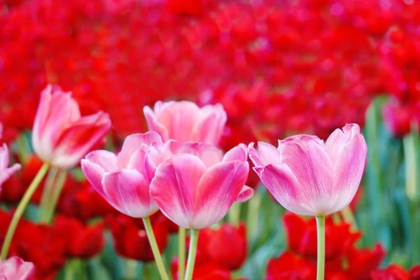 Bei Tulipani Rosa Giardino — Foto Stock