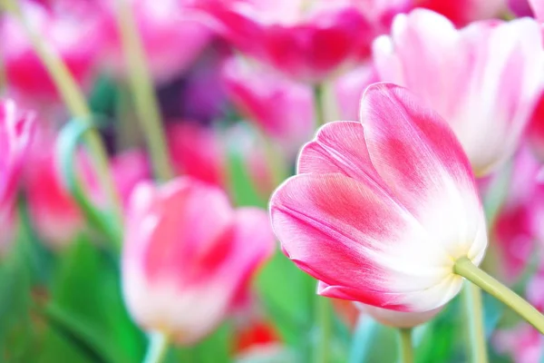 Krásné Růžové Tulipány Zahradě — Stock fotografie