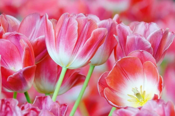 Beautiful Pink Tulips Garden — Stock Photo, Image