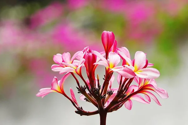 Schöne Rosa Plumeria Auf Baum — Stockfoto