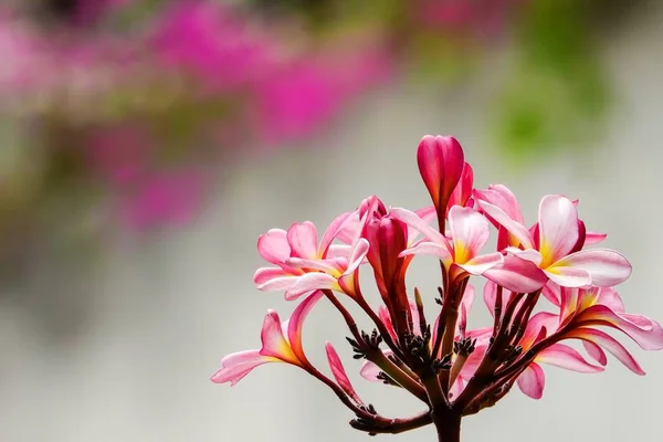 Schöne Rosa Plumeria Auf Baum — Stockfoto