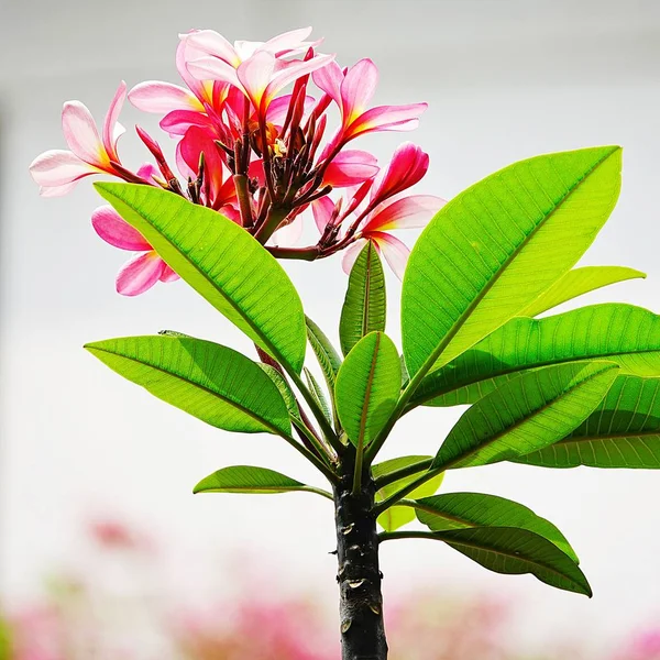 Schöne Rosa Plumeria Auf Baum — Stockfoto