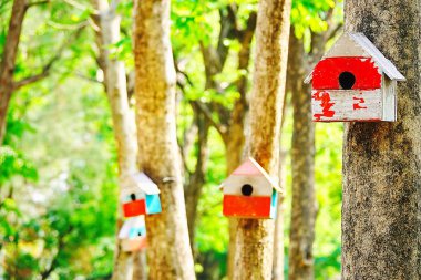   Ahşap ev ya da sincap ve bir parkta bir ağaç üzerinde kuş yapay yuva                             