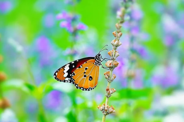 Schöne Thailändische Schmetterling Natur Blume Makro Sommer — Stockfoto