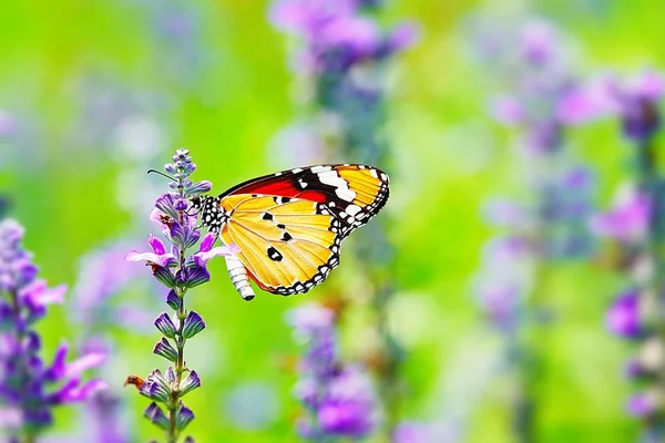 Belle Thai Papillon Nature Fleur Macro Été — Photo