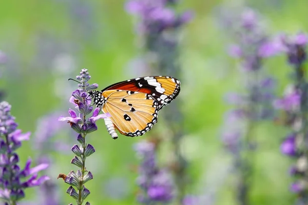 Beautiful thai butterfly nature flower macro summer