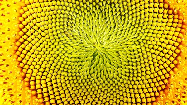 Tło Zbliżenie Pyłek Kwiat Słonecznika — Zdjęcie stockowe