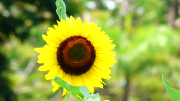 Flor Girasol Polen Primer Plano Fondo — Vídeos de Stock