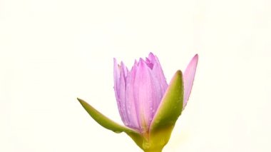 HD süper yavaş beyaz arka plan üzerinde izole güzel lotus lilly mor sesi
