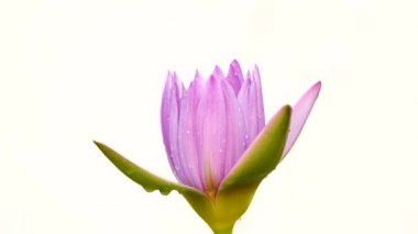 4 k güzel lotus lilly mor sesi beyaz arka plan üzerinde izole