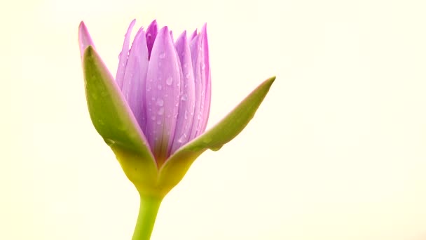 Όμορφη Lotus Lilly Μωβ Τόνος Απομονώνονται Λευκό Φόντο — Αρχείο Βίντεο