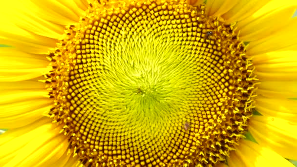 Solros Blomma Pollen Närbild Bakgrund — Stockvideo