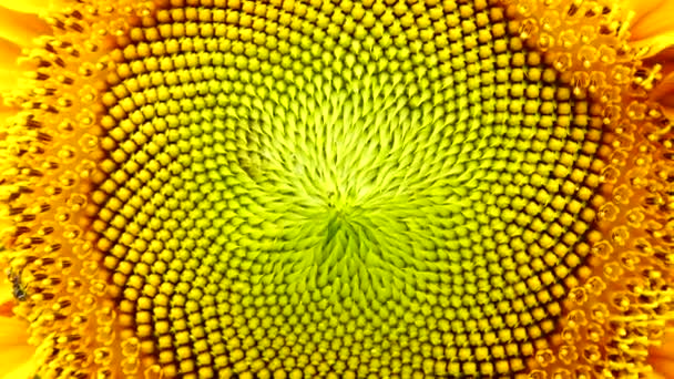 Kwiat Słonecznika Pyłek Zbliżenie Tła — Wideo stockowe