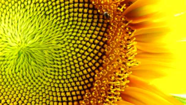 Sunflower Flower Pollen Closeup Background — Stock Video