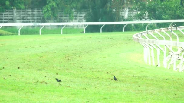 Carreras Caballos Juego — Vídeos de Stock