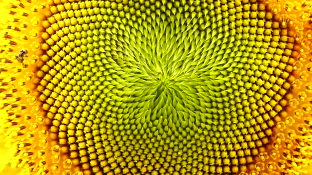 Super Slow Sunflower Flower Pollen Closeup Background — Stock Video