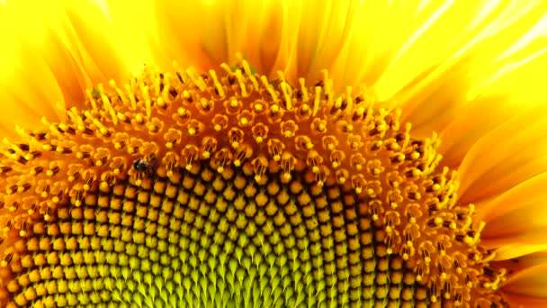 4 k slunečnicový květ pyl detailní pozadí