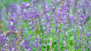 HD süper güzel lavanta çiçek arı arka plan yavaş