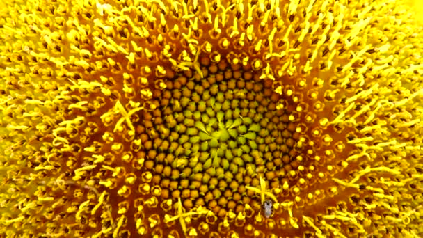 Sonnenblume Blume Pollen Nahaufnahme Hintergrund — Stockvideo