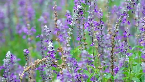 Super Powolne Piękna Lawenda Kwiat Pszczoła Tło — Wideo stockowe