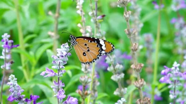 Hermosa Mariposa Tailandesa — Vídeos de Stock