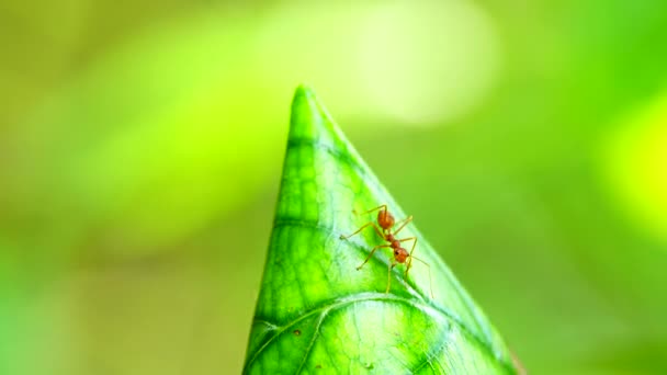 Red Ant Nest Liście Drzewie Naturze — Wideo stockowe