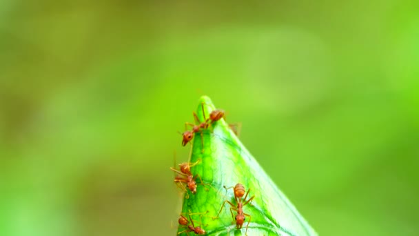 Rotes Ameisennest Auf Blättern Baum Der Natur — Stockvideo