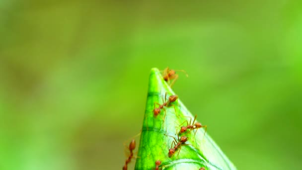 红色蚂蚁巢在树的叶子在自然 — 图库视频影像