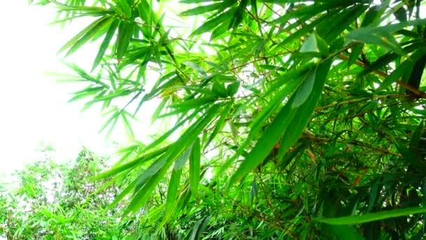 Fondo Forestal Bambú — Vídeo de stock