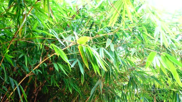 Fundo Floresta Bambu — Vídeo de Stock