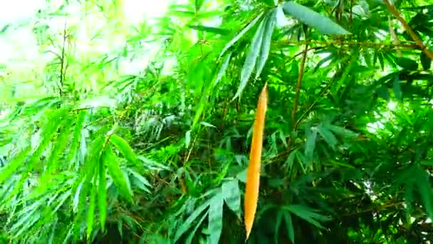 Bambu Ormanı Doğal Bambu Yaprakları Kamera Döndürme Tekniği — Stok video