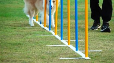 Hd 1080 Süper yavaş Tayland Bangkaew köpeği Zigzag yarışında kupa kazanmak için koşuyor.