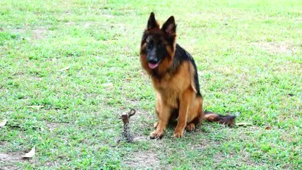 German Shepherd Dog Intraining Center — Stock Video