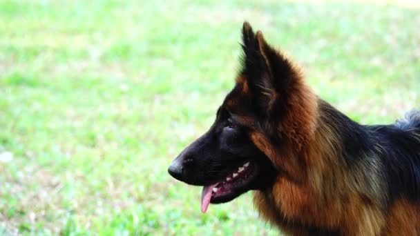 4Kドイツシェパード犬トレーニングセンター — ストック動画