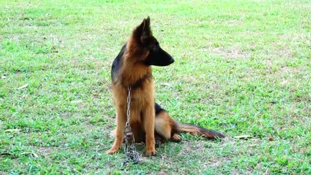 German Shepherd Dog Intraining Center — Stock Video
