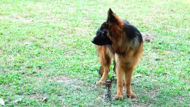 German Shepherd Dog Intraining Center — Stock Video